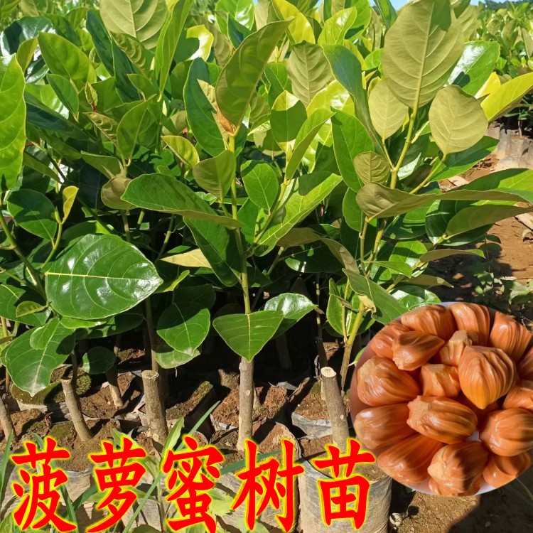 菠萝蜜树树苗越南红肉菠萝蜜苗嫁接无胶菠萝蜜苗泰12号8号1号带土