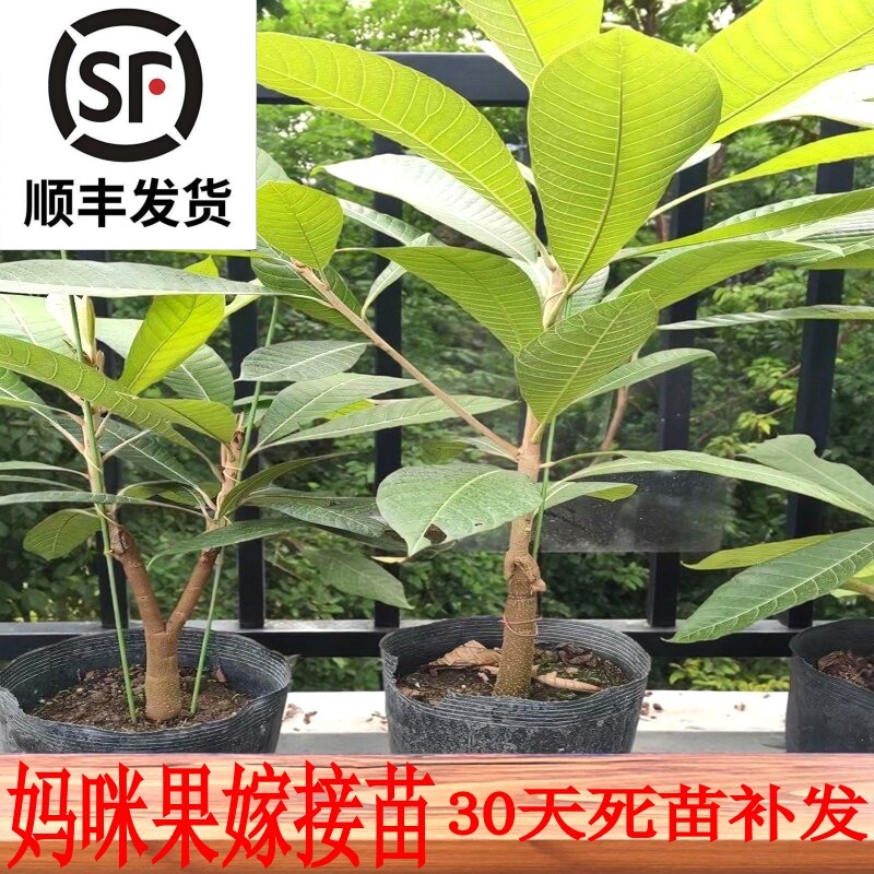 妈咪果苗嫁接苗带土发货妈咪果树苗潘婷马加纳洛里托树苗马梅南