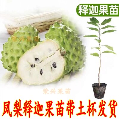 台湾凤梨释迦苗佛陀果南方种植嫁接盆栽庭院番荔枝释迦果苗树带土