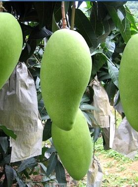 芒果苗树金煌芒果苗大青芒果苗树四季芒果苗树盆栽芒果嫁接苗带土