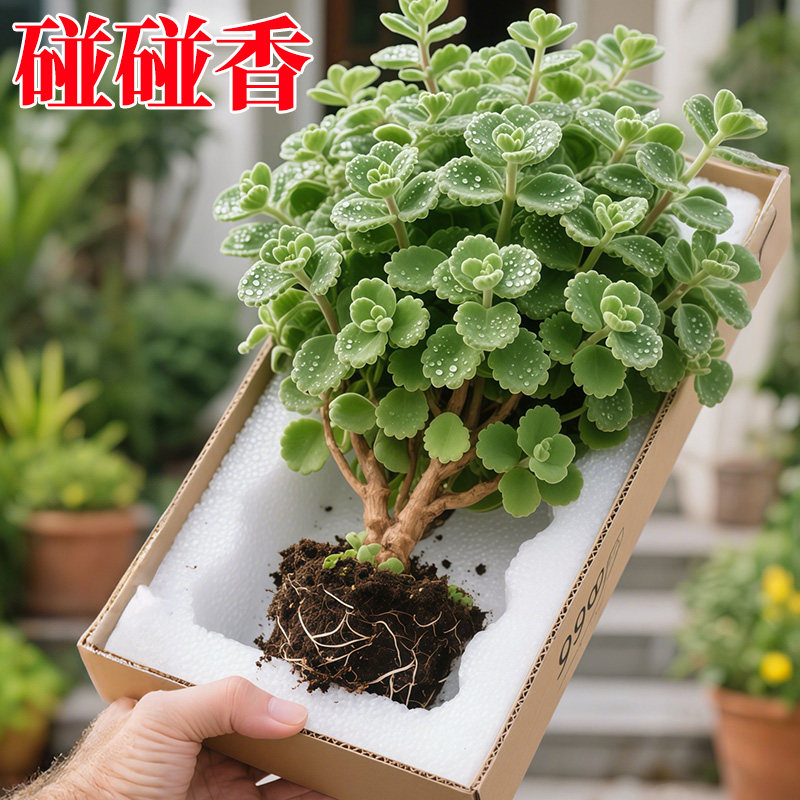 碰碰香盆栽室内提神绿植多肉植物大盆花卉盆栽净化空气一抹香,鲜花速递/花卉仿真/绿植园艺,红掌/凤梨/温室花卉,淘宝优惠券,粉丝福利购,淘宝优惠卷