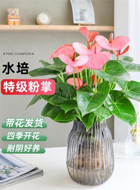 水培粉掌绿植盆栽红掌白掌室内客厅桌面花卉植物耐阴四季好养
