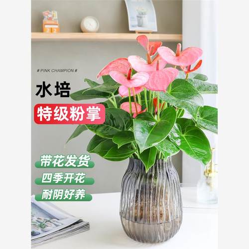 水培粉掌绿植盆栽红掌白