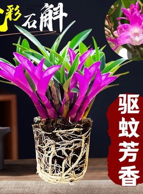 七彩香水石斛兰盆栽带花名贵四季开花卉植物室内好养水培绿植泼墨