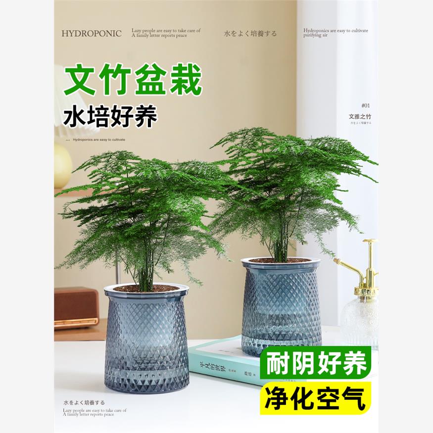 水培文竹盆栽办公室内桌