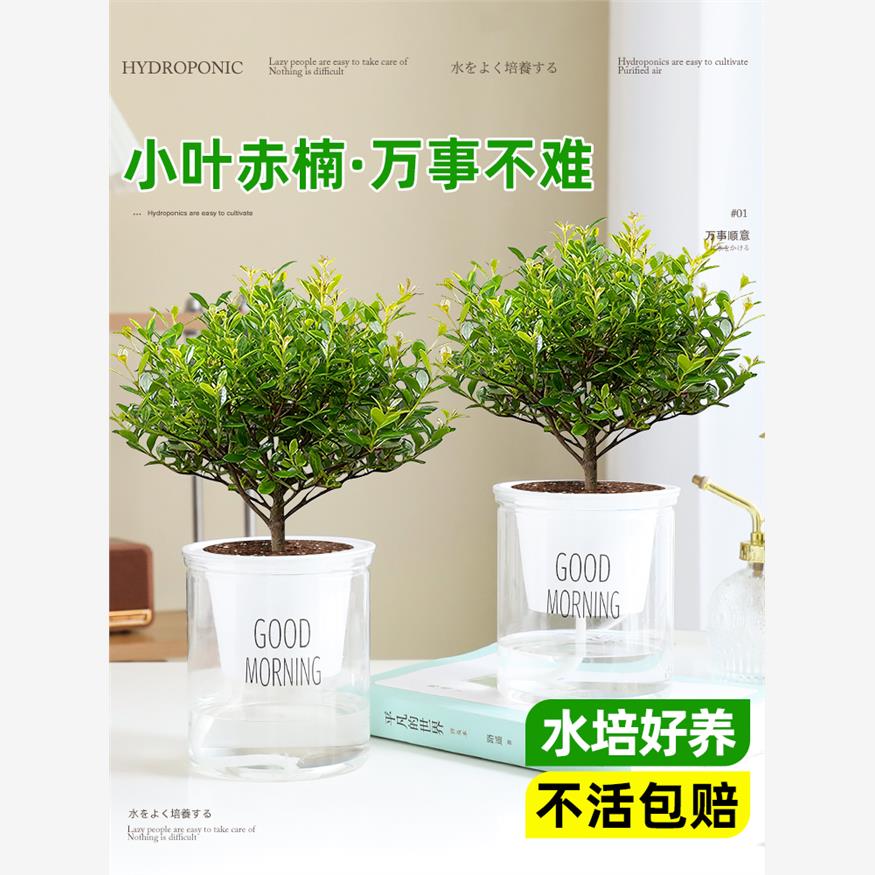 小叶赤楠盆栽办公室内桌