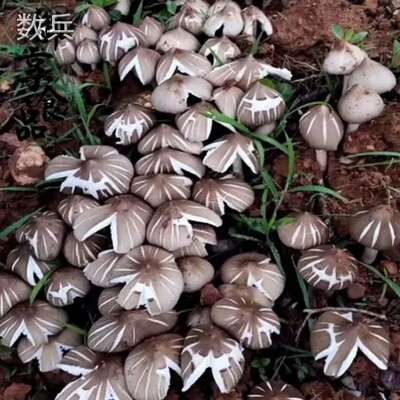 云南鸡枞菌种植包野外庭院人工三塔菌斗鸡荔枝菌蘑菇生高产室内子