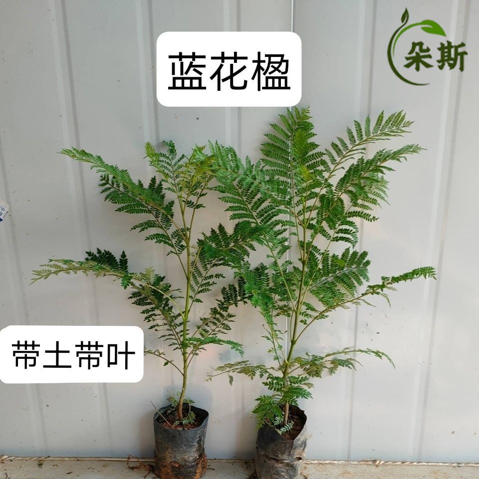 名贵稀有蓝花楹树苗凤凰