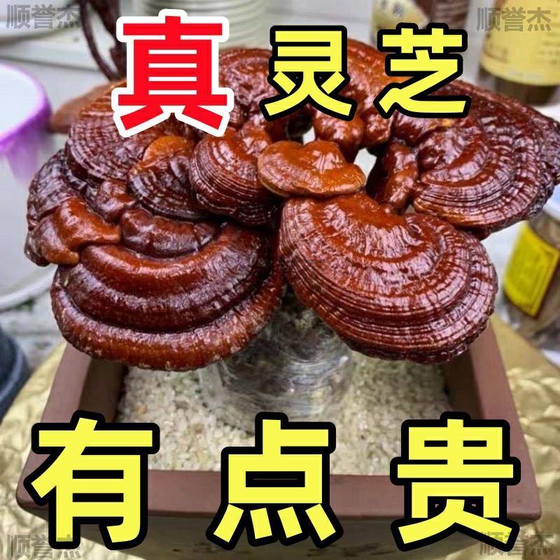 灵芝盆栽菌种景植菌包植