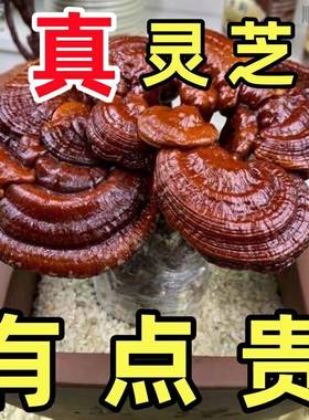 灵芝盆栽灵芝菌种灵芝盆景灵芝种植菌包植物室内好养喜阴菌类种植