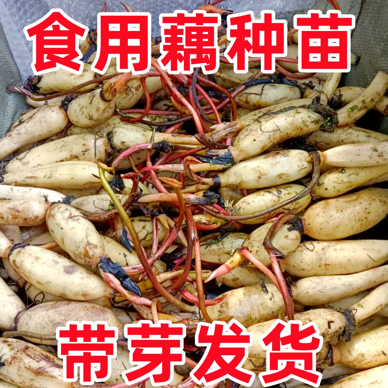 食用莲藕种苗盆栽池田种植菜藕