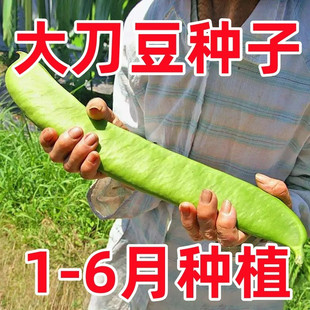 大刀豆种籽巨型大豆角大扁豆高产刀巴豆巴西豆四季豆种子蔬菜种籽