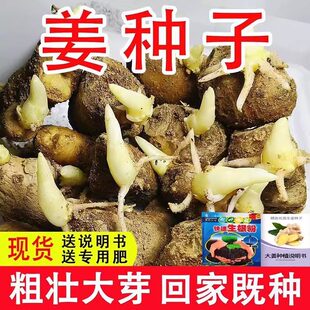 云南小黄姜种子带芽生姜种植苗高产姜种大姜发芽种姜老姜种籽种苗