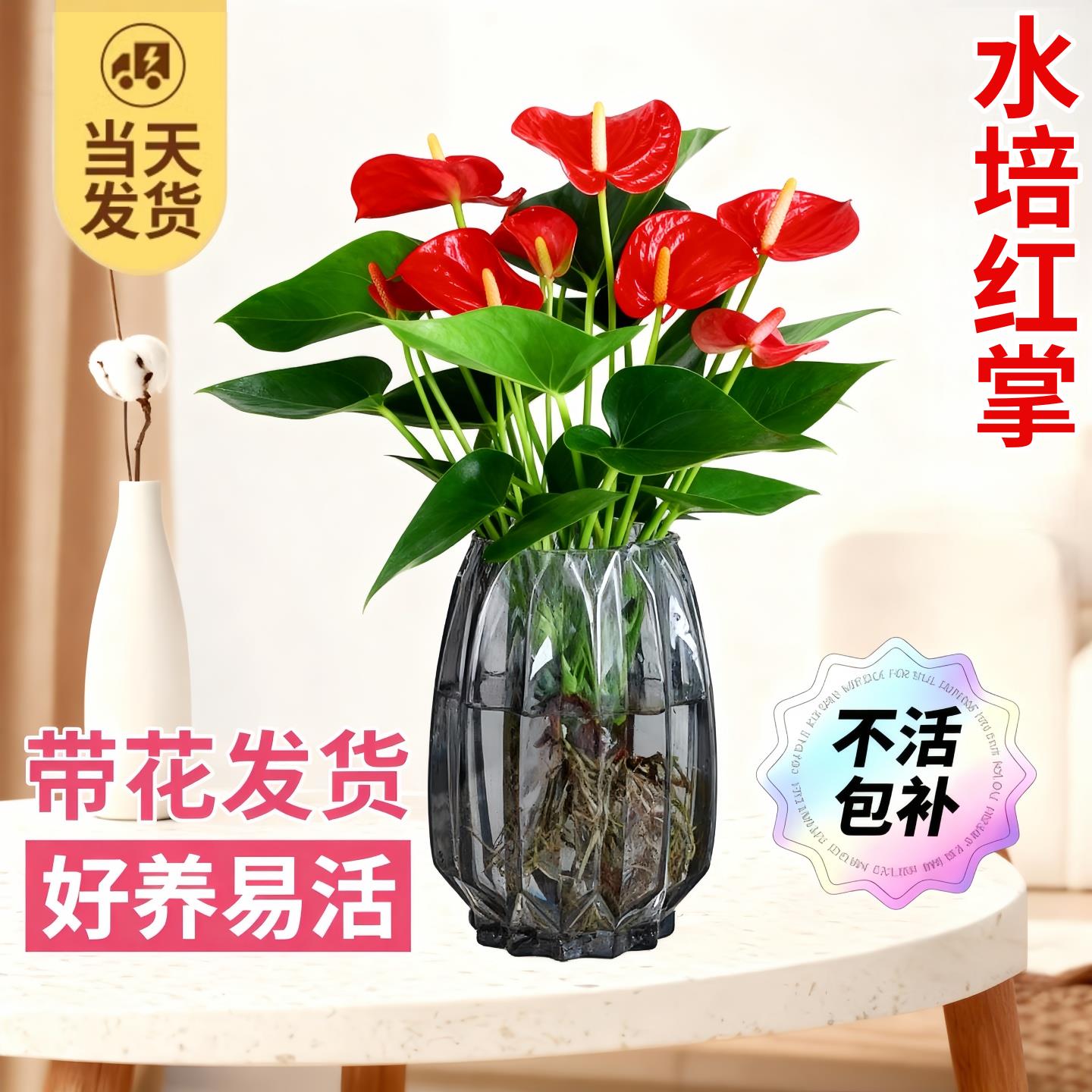 红掌水培鸿运当头带花盆