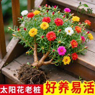 重瓣太阳花老桩多色多季开花植物太阳花苗带根耐寒庭院阳台易养活