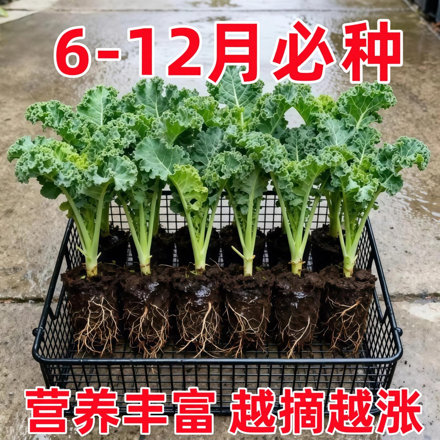 羽衣甘蓝苗食用水果新鲜蔬菜种子盆栽大苗四季有机秧苗家庭高产量