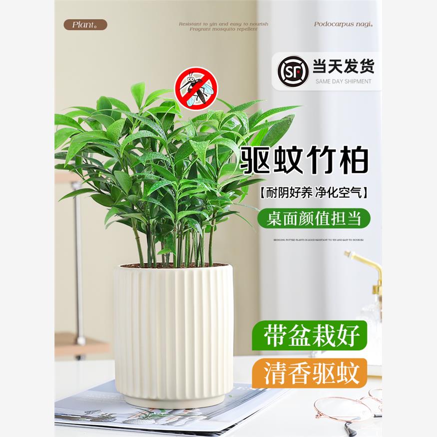 驱蚊竹柏盆栽室内清香绿植花卉办公室桌面四季常青植物好养九里香
