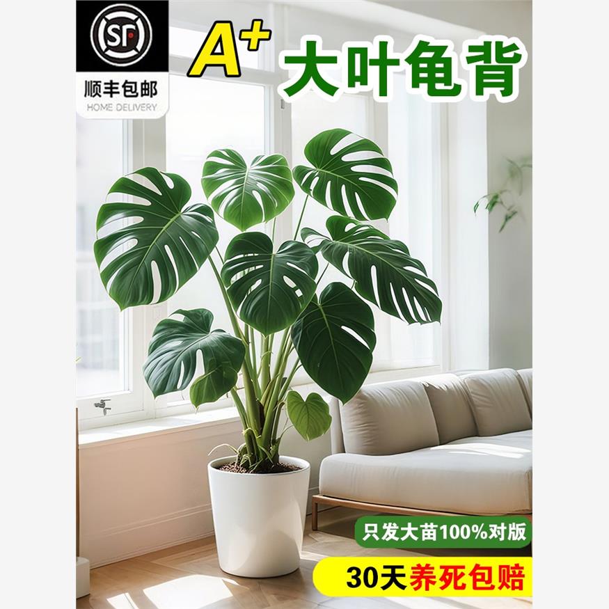 龟背竹客厅大盆栽绿植植