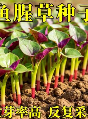 鱼腥草种子种籽折耳根苗