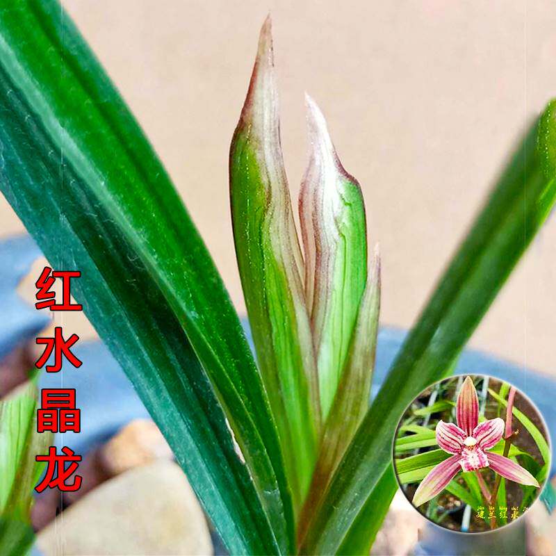 奇花! 带花苞 红水晶龙 建兰三星蝶浓香四季兰花苗鹅头水晶艺之恋