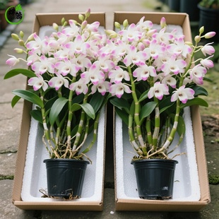 泼墨石斛兰盆栽带花苞香水石斛兰四季室内好养绿植阳台白泼墨花卉