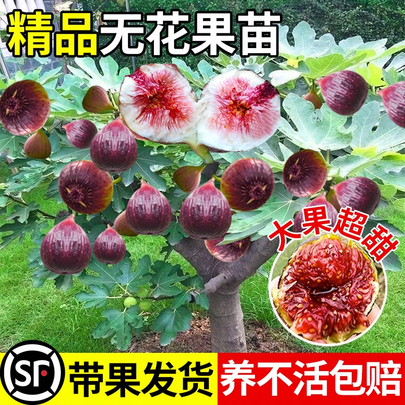 无花果树果苗四季南方北方种植当年结果波姬红特大果带果矮化盆栽