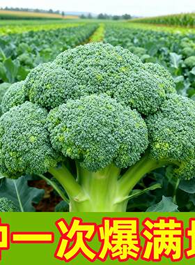 正品西兰花种子四季花椰