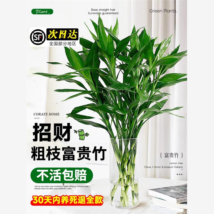 富贵竹水培植物转运竹盆