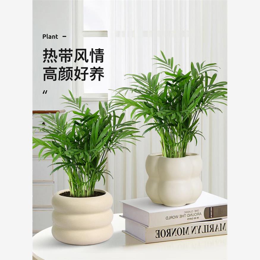 袖珍椰子散尾葵绿植花卉