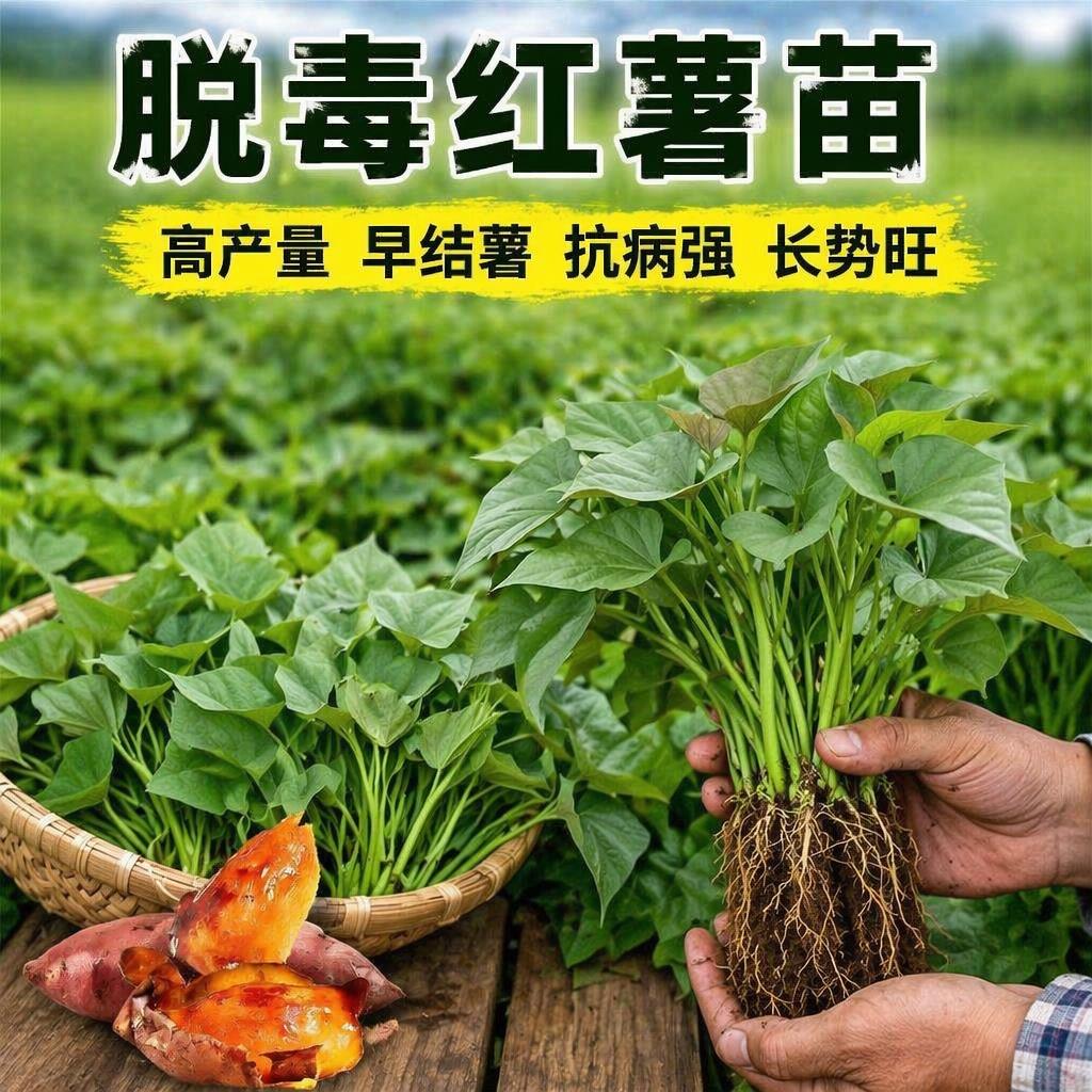 红薯苗正宗蜜薯糖心苗种图片