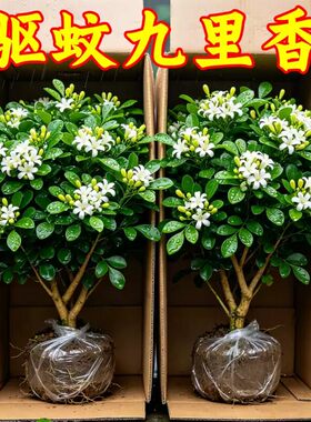 【带花苞】独杆九里香盆