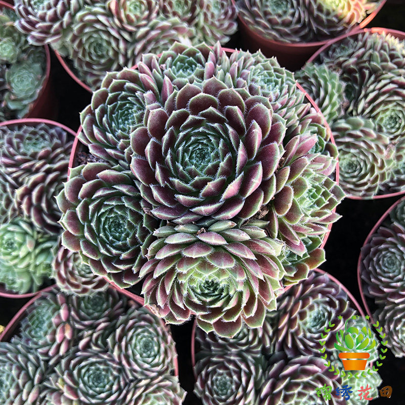 紫牡丹多头老桩多肉植物群生大红卷办公室内阳台绿植萌肉肉状态正