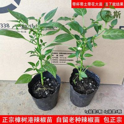 正宗樟树港辣椒苗营养杯