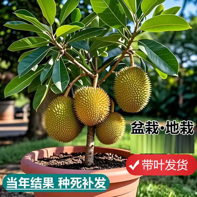 金枕榴莲树果苗南北方四季种植