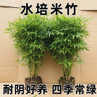米竹盆栽丛生凤尾竹庭院植物阳台水培绿植观音竹好养盆景青竹子苗