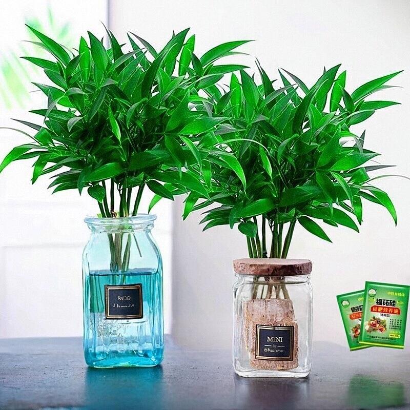 竹柏驱蚊竹水培植物室内