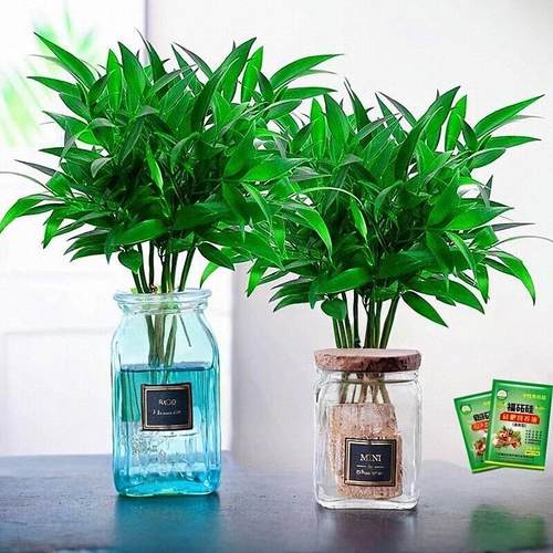 竹柏驱蚊竹水培植物室内