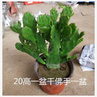 千手观音盆栽植物室内阳台绿植花卉仙人掌类千佛手多肉植物新手