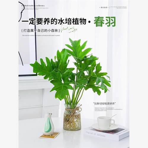 水培植物春羽盆栽客厅办公室室内桌面花卉春雨龙鳞龟背竹好养绿植
