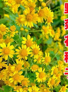 特级野黄菊花种子多年花