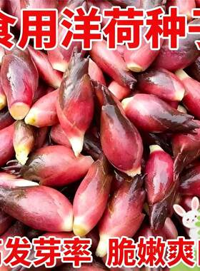 食用洋荷芽种子阳菏四季