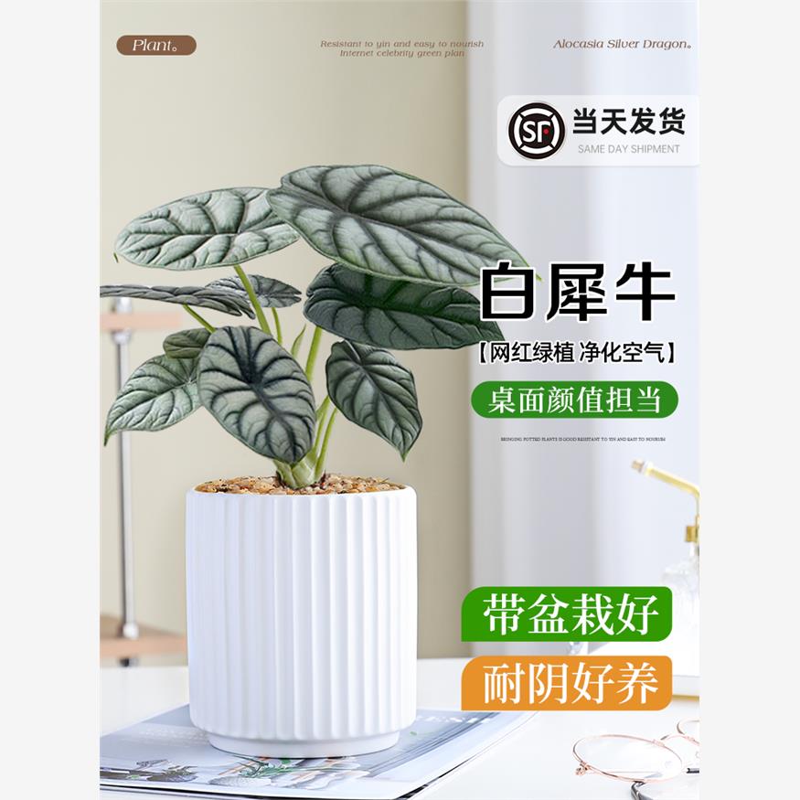 白犀牛海芋盆栽室内桌面绿植花卉盆景好养活四季常青净化空气植物