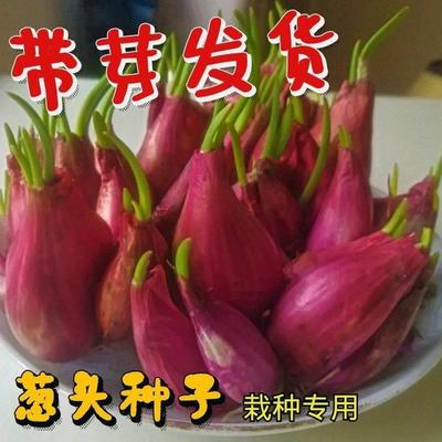 葱头香红小盆栽蔬菜农家