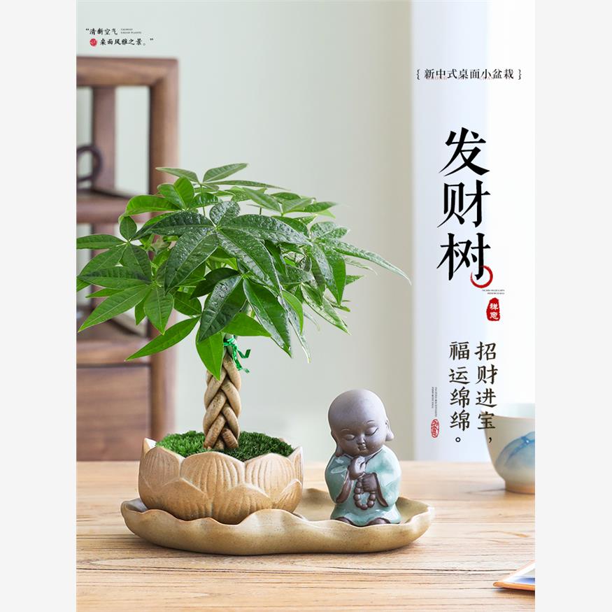 辫子发财树盆栽室内客厅