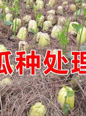 佛手瓜苗秧瓜种带芽种子