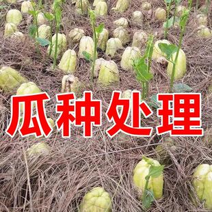 佛手瓜苗秧瓜种带芽种子种籽子孑白种苗瓜苗发芽扶手瓜种植苗菜苗