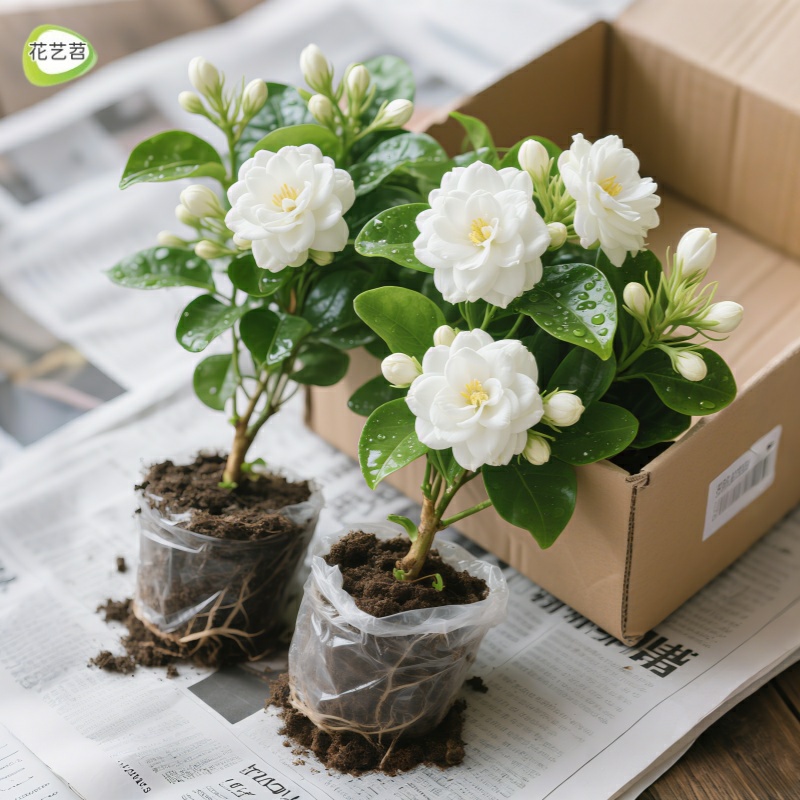 重瓣虎头茉莉花盆栽带花