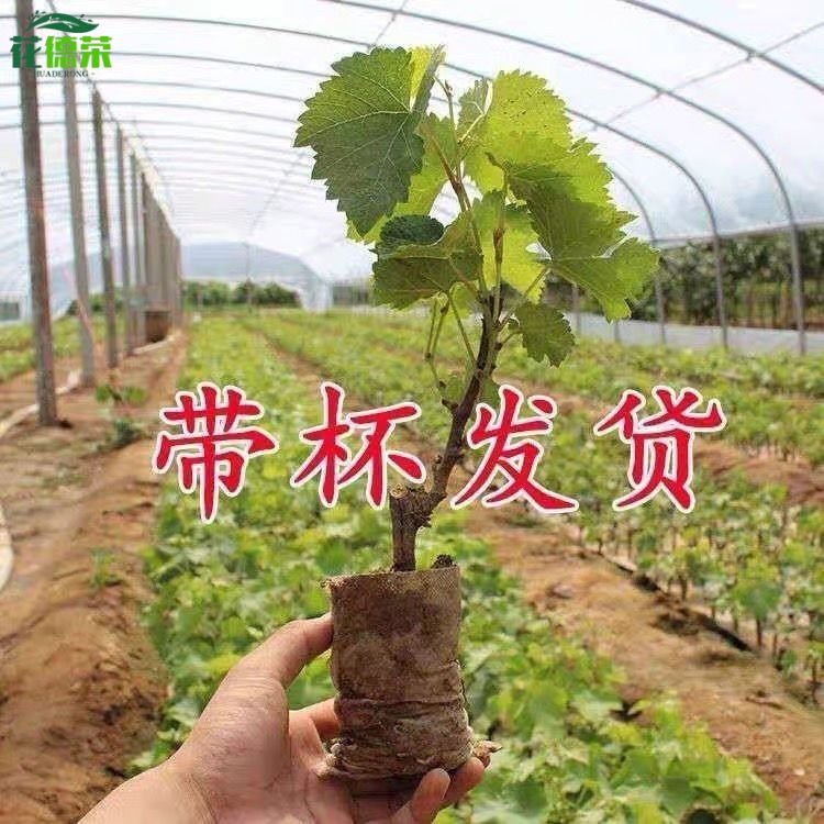 [原土原杯]特大巨峰无籽