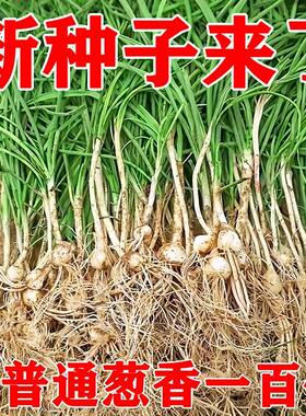 野葱种子苦蒜小根生胡葱