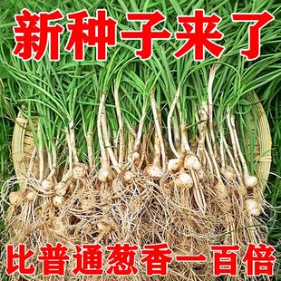 野葱种子苦蒜小根蒜野生胡葱百香葱野菜苦藠头薤白一年生野菜种籽